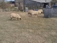 मेढ़ा, Scottish Blackface sheep — फ़ोटो 2