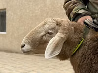 公羊, Sheep — 照片 3