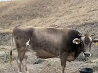 母牛, Cattle — 照片 3