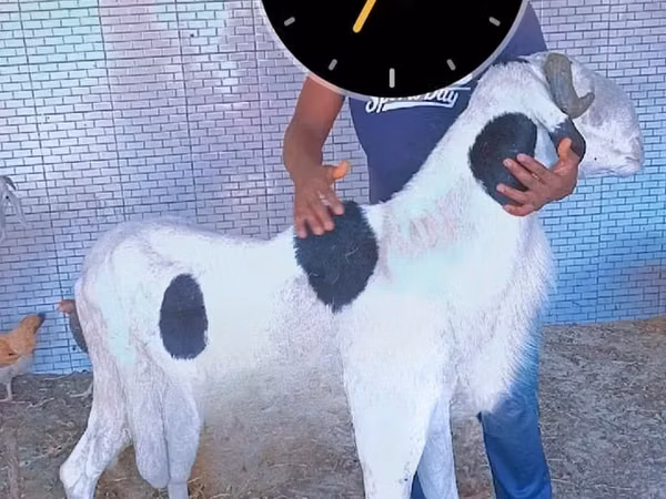 Bélier, Moutons — Sénégal