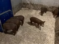 सूअर (लॉट, लिंग निर्दिष्ट नहीं) — फ़ोटो 2