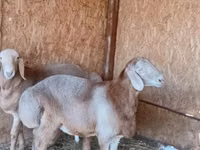 Ram, Arashan sheep — photo 4