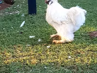 Poule soie — photo 1