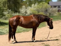 Stute, Quarter Horse — Foto 7