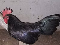 Chickens — photo 4