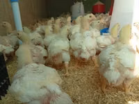 Chickens — Foto 2