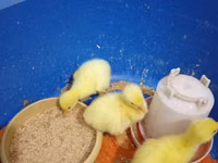 Geese — photo 2