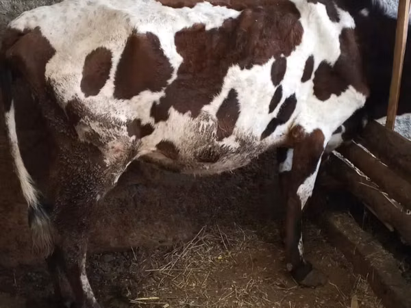 بقرة, أيرشير