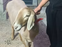 母羊, Rhon sheep — 照片 2