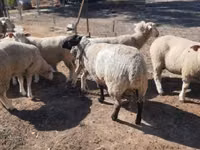 Carnero, Ile-de-France sheep — foto 4