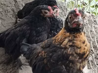 Czech Gold Brindled Hen — photo 2