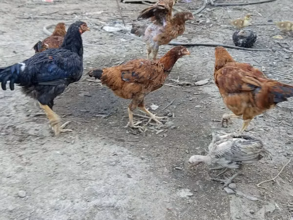 Chickens