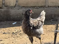 Ameraucana — foto 5