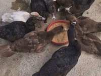 Chickens — फ़ोटो 2