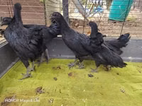 आयम सेमानी — फ़ोटो 4