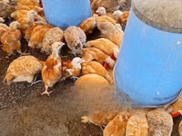 Chickens — photo 1