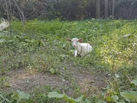 عنزة, Orenburg goat — الصورة 1