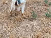 母山羊, Goats — 照片 2