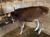 Vache, Swiss cattle — photo 3