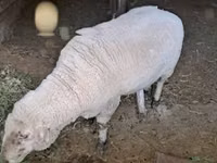Bélier, Merino sheep — photo 2