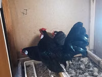 Chickens — फ़ोटो 4