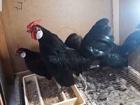 Chickens — फ़ोटो 6