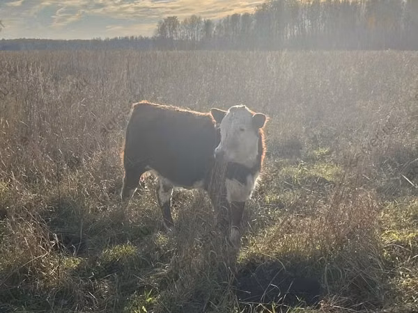 गाय, Russian Black pied cattle