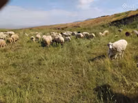 भेड़, Balbas sheep — फ़ोटो 2