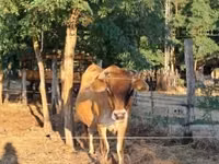 Vaca, Raza Jersey — foto 2