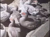 Ducks — photo 2