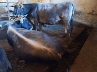 Bull, Cattle — photo 4