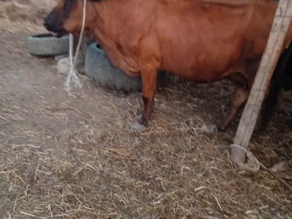 母牛, Cattle