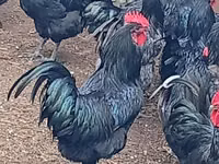 Australorp — photo 1