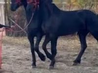 Mare, Friesian — photo 2