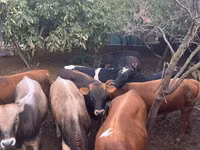 公牛, Red-spotted breed — 照片 8