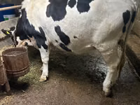 Vaca, Russian Black pied cattle — foto 1