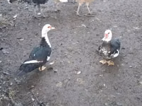 gallina danesa — foto 3