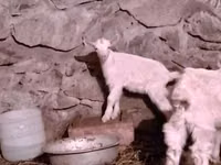 Goat, Goats — photo 8