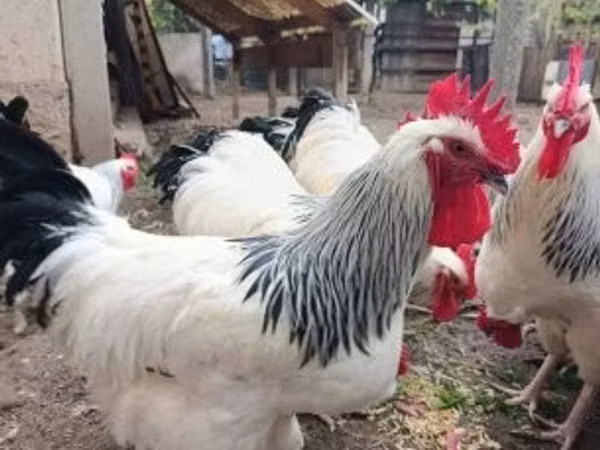 ससेक्स