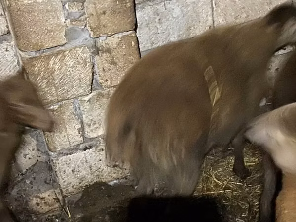 公羊, Shirvan sheep