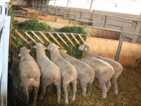 Widder, Dorset horn sheep — Foto 4