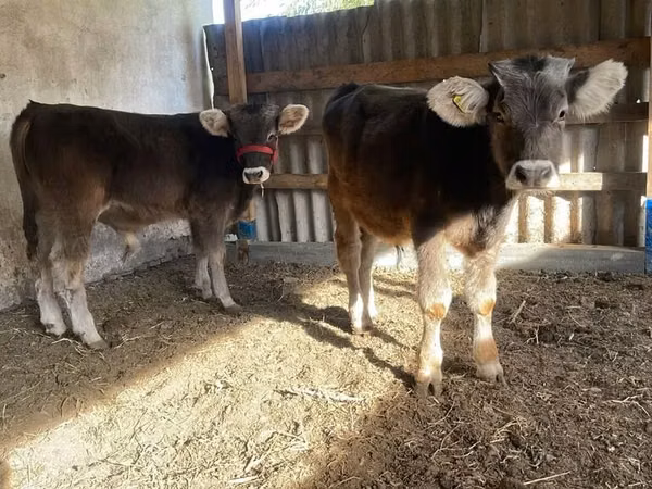 أبقار (دفعة، الجنس غير محدد), Swiss cattle