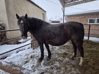 母马, Horses — 照片 3