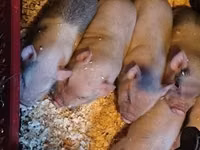 Schweine (Partie, Geschlecht nicht angegeben) — Foto 1