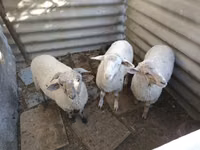 Widder, Yecheng sheep — Foto 1
