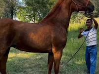घोड़ी, Skyros Pony — फ़ोटो 1