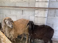 公羊, Small-tailed Han sheep — 照片 3