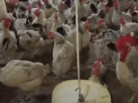 Chickens — photo 1