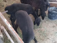 Schafe (Partie, Geschlecht nicht angegeben), Hissar sheep — Foto 1