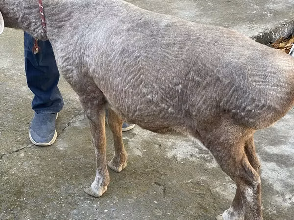 母羊, Sheep